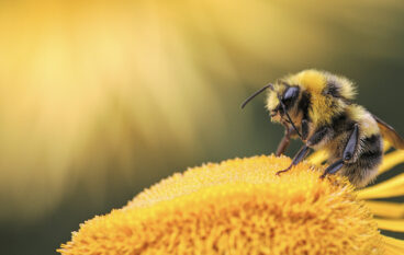 festival des abeilles