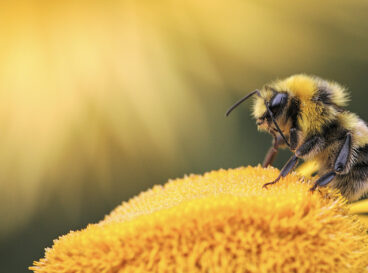 festival des abeilles