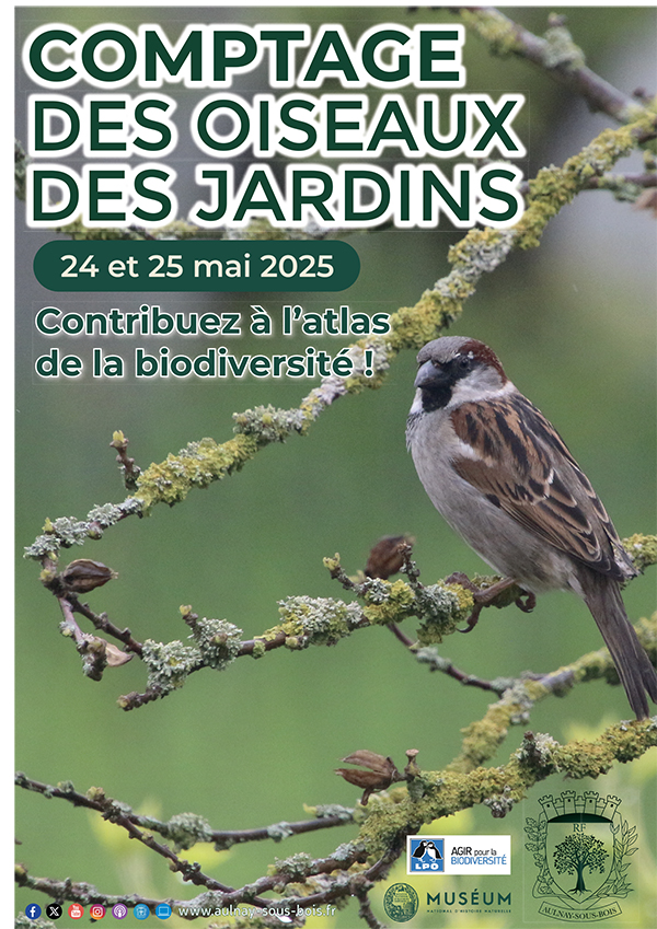 Comptage oiseaux
