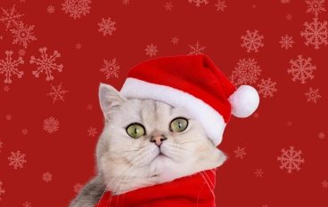 Campagne animale de noël