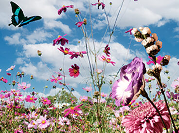 FÊTE DU PRINTEMPS SENIORS