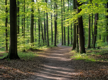 chemin foret