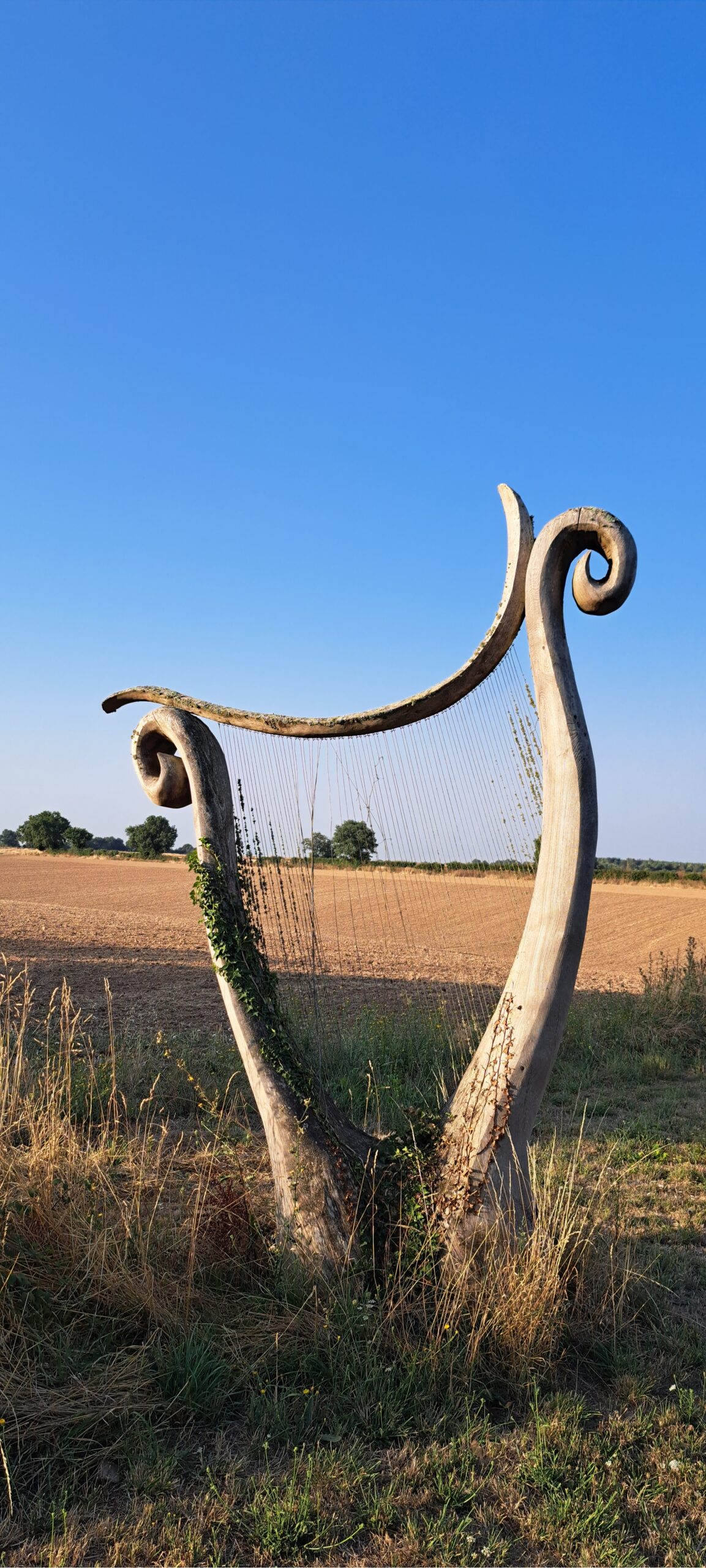 harpe en bois champs