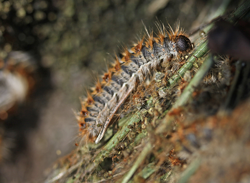 chenille processionnaire
